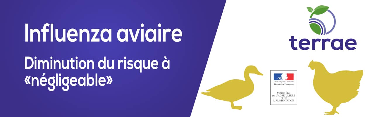 2206_Grippe-aviaire